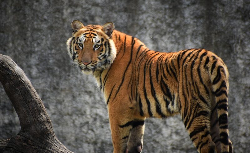 tiger on brown tree log